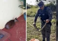 Jardín América y Posadas: Liberaron en su hábitat natural a un venado y a una yarará crucera