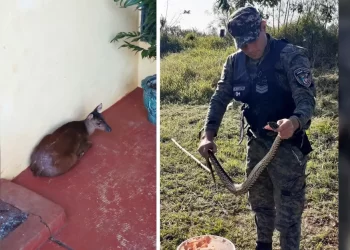 Jardín América y Posadas: Liberaron en su hábitat natural a un venado y a una yarará crucera