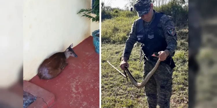 Jardín América y Posadas: Liberaron en su hábitat natural a un venado y a una yarará crucera