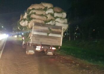 Atropelló con la moto ponchadas de yerba que cayeron de un camión en plena ruta 12