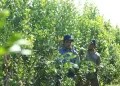 El INYM capacitó a productores de Jardín América