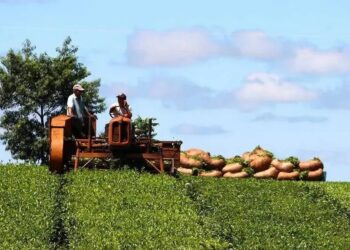 Cuidando a los productores: el Ministerio del Agro y la Producción resolvió actualizar el precio del brote de té