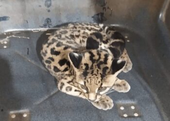 Oberá: transitaba por la ruta y se encontró un gato onza herido