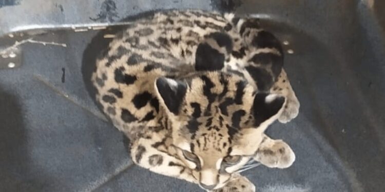 Oberá: transitaba por la ruta y se encontró un gato onza herido