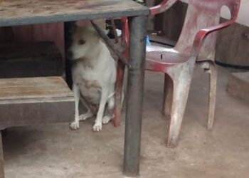 Oberá: fue identificado porque salió a robar con su perro y terminó grabado cometiendo el hecho