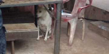 Oberá: fue identificado porque salió a robar con su perro y terminó grabado cometiendo el hecho