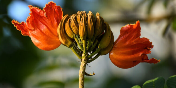 Oberá: para la protección de las abejas, retiran tulipaneros africanos de la vía pública