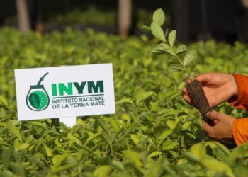 El decreto de desregulación de Milei le quitó al INYM las facultades para definir precios, regular el mercado y decomisar yerba sin estampillas