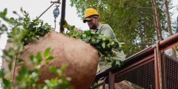 COSECHANDO CAUTELARES