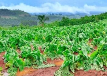 Declaran emergencia agropecuaria en Misiones hasta el 29 de abril