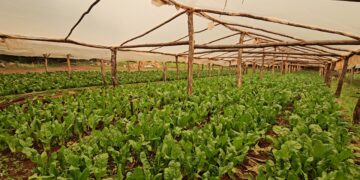 El Mercado Central de Misiones implementa sistema avanzado para monitoreo de productores locales