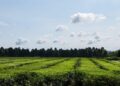Misiones será sede de una jornada regional sobre agricultura sostenible y construcción de sistemas agroalimentarios