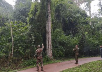 Iguazú: Ecología frenó un proyecto turístico en las 600 Hectáreas por generar daños ambientales y exige reparar el desmonte