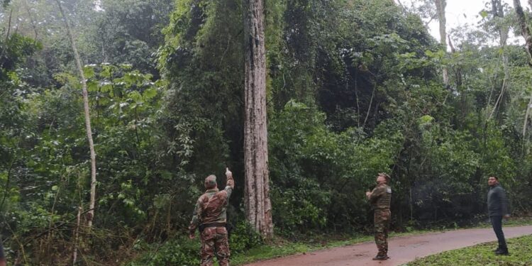 Iguazú: Ecología frenó un proyecto turístico en las 600 Hectáreas por generar daños ambientales y exige reparar el desmonte