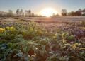 Heladas tardías en Misiones: preocupación entre productores por posibles retrasos en la cosecha de té y daños en la brotación de yerba