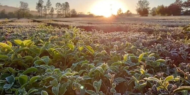 Heladas tardías en Misiones: preocupación entre productores por posibles retrasos en la cosecha de té y daños en la brotación de yerba